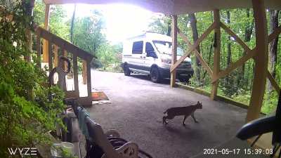 Bobcat, Western North Carolina