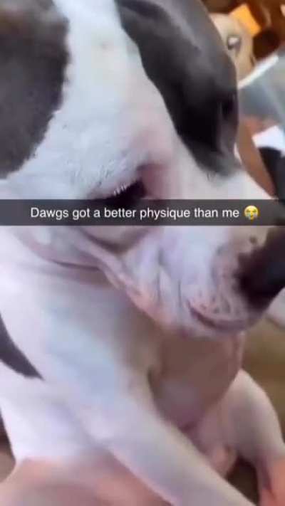Just look at the dog's abs bruh he definitely hits gym secretly when his owner asleep