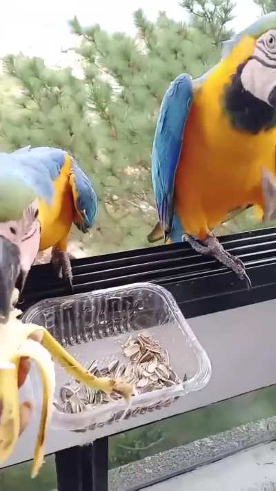 The right way to have pet birds