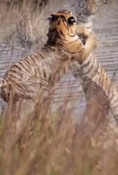 🔥 Young, wild and free: 2 Tiger cubs have some fun in a lake.