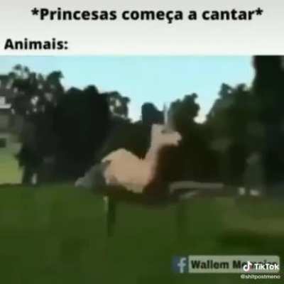 Viado dançarino
