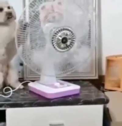 💨 🐶