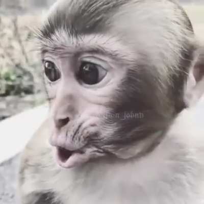 Monkeyhaimer