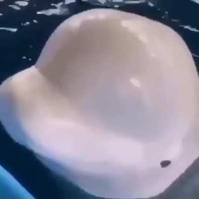 Not a scream butt fuck it