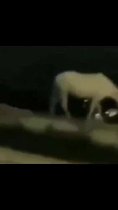 Cavalo?