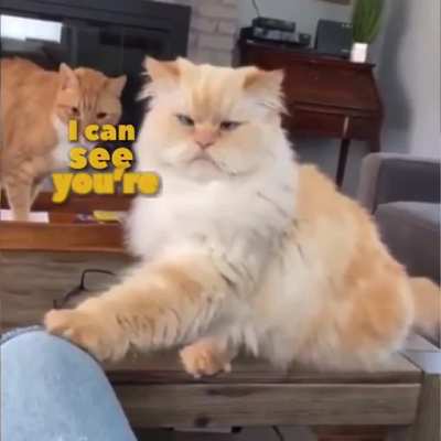 Such a smart kitty