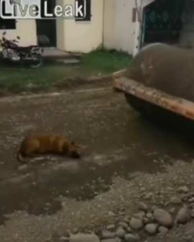 Poor dog