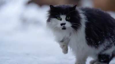 Cat complains (LOUDLY) walking on snow
