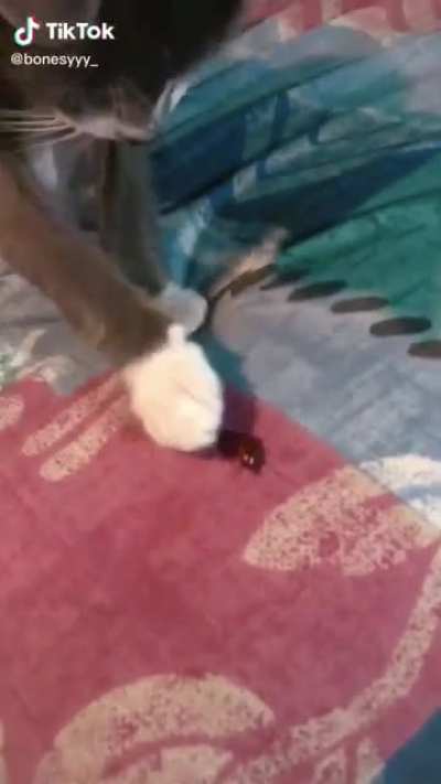 bug