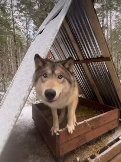 Silly wolf Saturday