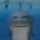 cursed shark