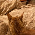 I think I found the “dog mode” button on my cat