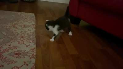 Little criminals bottle brush defenses malfunctioning.