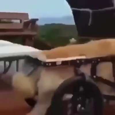 perro