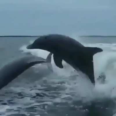 Dolphins aren’t always majestic