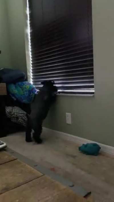 My dog lol