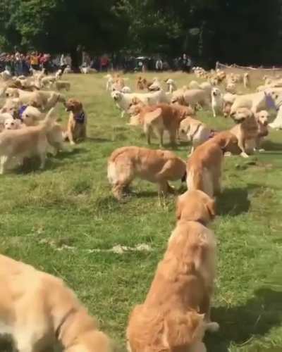Woofstock