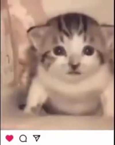 Cat gets nuked