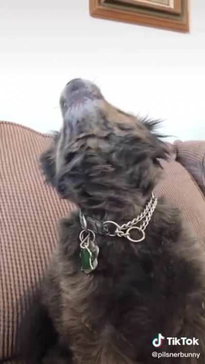 The tiniest of awoo’s
