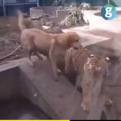 What the fuck is going on here