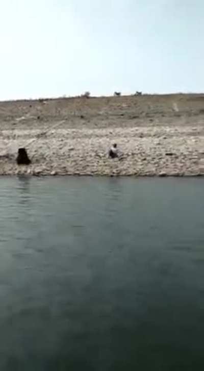 🐻 bear attack 
