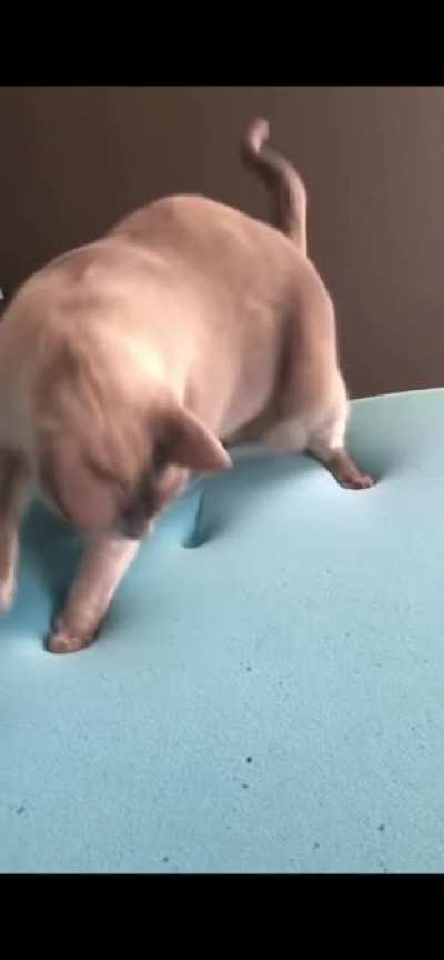 Cat is stunned by memory foam
