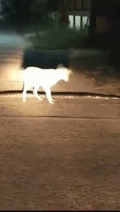 A casual stroll down the road...