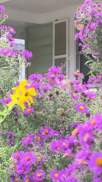 Monarch frenzy