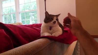 Angry and cute