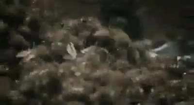 I hope this hasn’t been posted before. A hornet kills a honey bee, so the others mob him and generate enough heat to cook him alive.