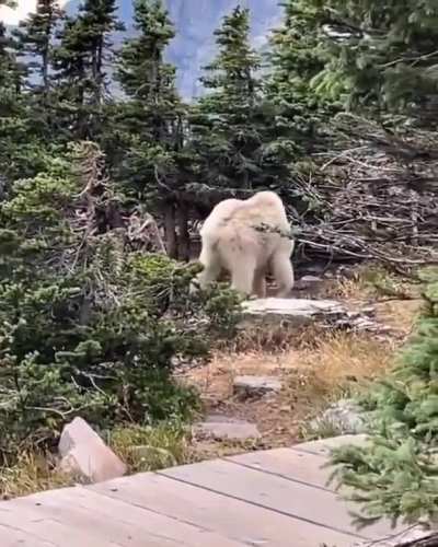 Absolute unit of a goat