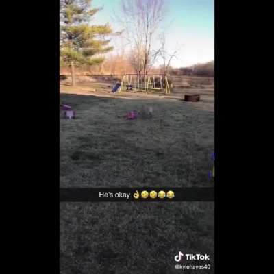 Dog tries to catch the ball