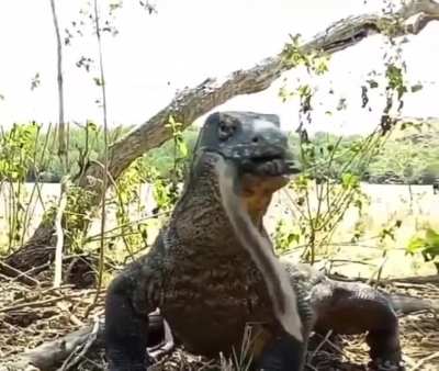 Thanks, I hate Komodo Dragons