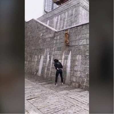 Dog climbs walls