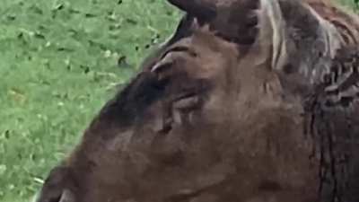 Morty the elk solving all the mysteries of this world!