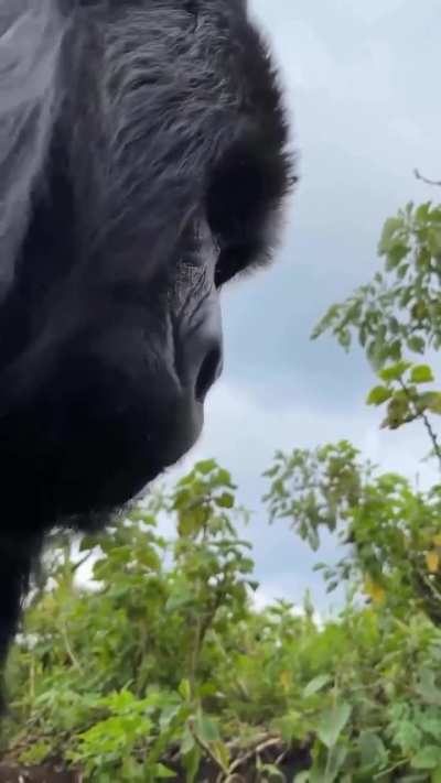 Up-close encounter with a wild mountain gorilla while trekking in Rwanda