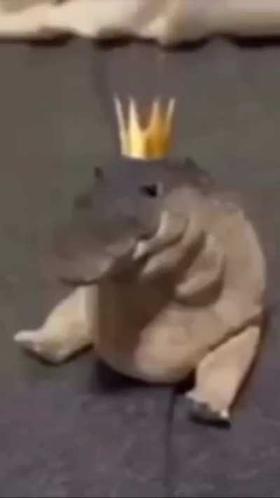Cocodril