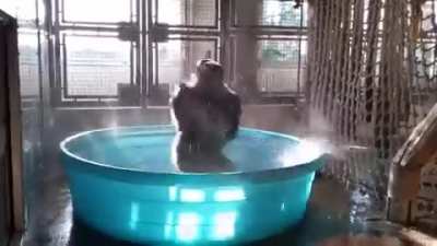 Kiddy pool and a silver back