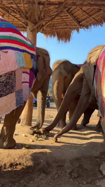Elephants in blankets this chilly season @ Save Elephant Foundation