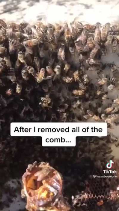 Bee lady cleaning the toilet