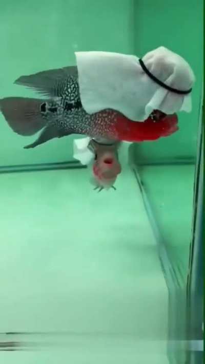 Arab Fishy