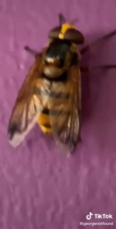 Look at this wasp