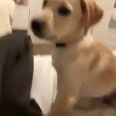 Puppy power.