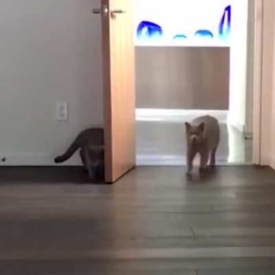 This cat seems pretty experienced with this prank.