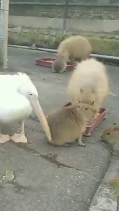 Pelican: 