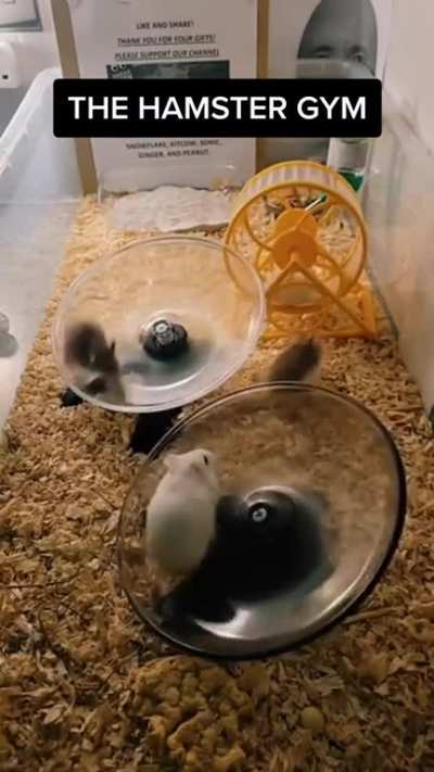 Look at these little guys go!