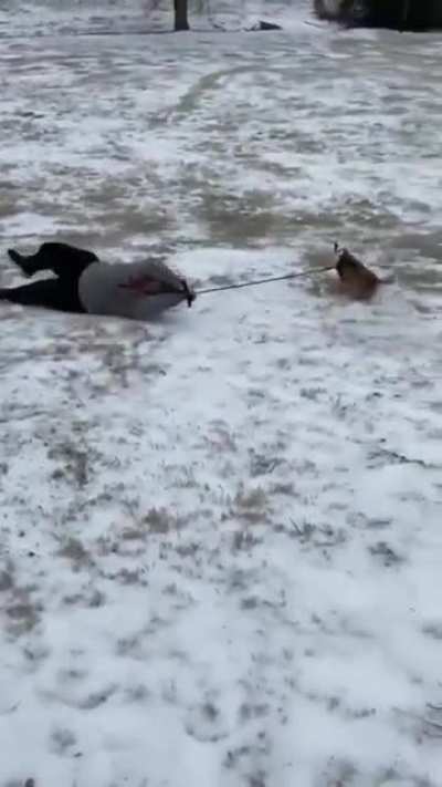 Dog gets excited about the snow and pulls guy down the hill