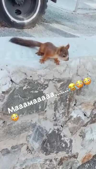 Cute squirrel (or not)