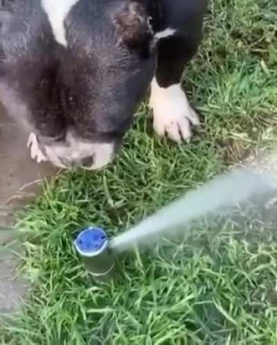 Going in for a slorp