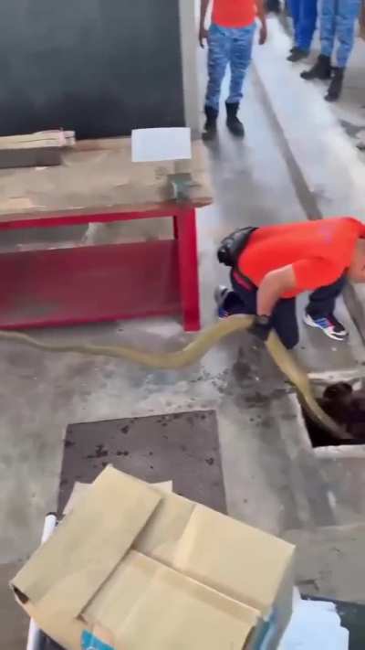 A huge King Cobra